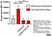 Anti Human CD89 Antibody, clone MIP8a thumbnail image 3