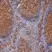 Anti Human CD9 Antibody, clone MM2/57 thumbnail image 3