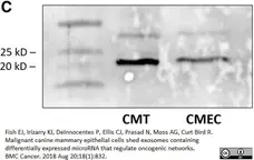 Anti Human CD9 Antibody, clone MM2/57 gallery image 5