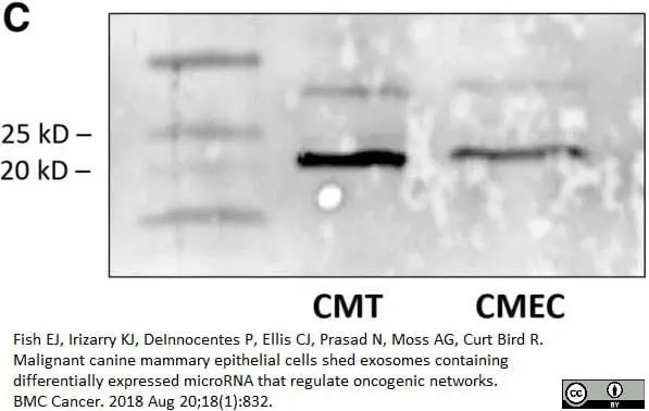 Anti Human CD9 Antibody, clone MM2/57 gallery image 5