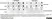 Anti Human CD9 Antibody, clone MM2/57 thumbnail image 6
