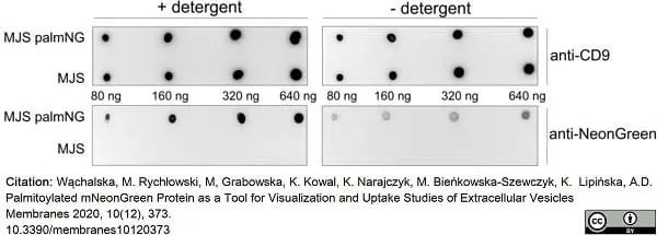 Anti Human CD9 Antibody, clone MM2/57 gallery image 6