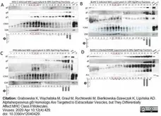 Anti Human CD9 Antibody, clone MM2/57 gallery image 8