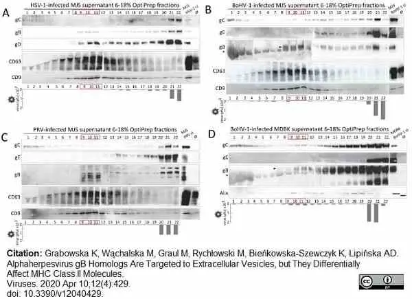 Anti Human CD9 Antibody, clone MM2/57 gallery image 8