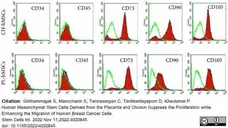 Anti Human CD90 Antibody, clone F15-42-1 gallery image 10
