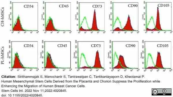 Anti Human CD90 Antibody, clone F15-42-1 gallery image 10