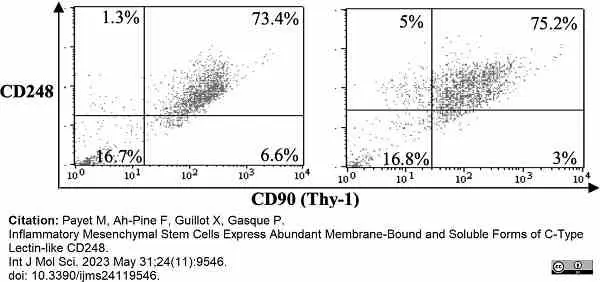 Anti Human CD90 Antibody, clone F15-42-1 gallery image 12
