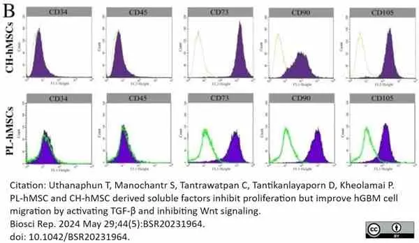 Anti Human CD90 Antibody, clone F15-42-1 gallery image 14