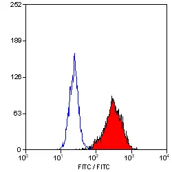 Anti Human CD90 Antibody, clone F15-42-1 gallery image 2
