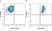 Anti Human CD90 Antibody, clone F15-42-1 thumbnail image 24