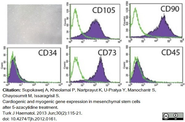 Anti Human CD90 Antibody, clone F15-42-1 thumbnail image 6