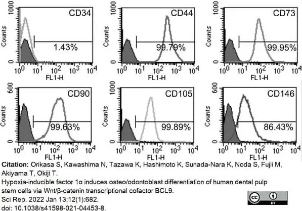 Anti Human CD90 Antibody, clone F15-42-1 gallery image 9