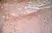 Anti Human CD91 Antibody, clone A2Mr alpha-2 thumbnail image 2