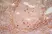 Anti Human CD91 Antibody, clone A2Mr alpha-2 thumbnail image 3