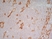Anti Human CD91 Antibody, clone A2Mr alpha-2 thumbnail image 4