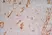 Anti Human CD91 Antibody, clone A2Mr alpha-2 thumbnail image 4