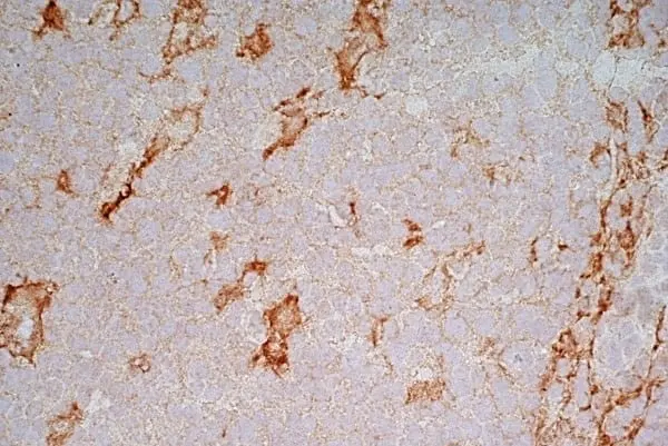 Anti Human CD91 Antibody, clone A2Mr alpha-2 gallery image 4