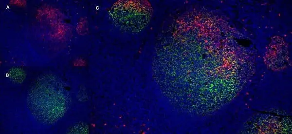 Anti Human CD91 Antibody, clone A2Mr alpha-2 gallery image 5