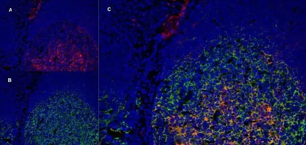 Anti Human CD91 Antibody, clone A2Mr alpha-2 gallery image 6