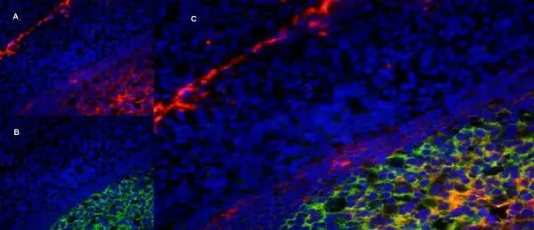 Anti Human CD91 Antibody, clone A2Mr alpha-2 gallery image 7