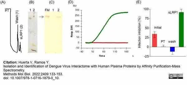 Anti Human CD91 Antibody, clone A2Mr alpha-2 gallery image 8