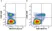Anti Human CD94 Antibody, clone DX22 thumbnail image 7