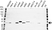 Anti Cdc2 Antibody (PrecisionAb Monoclonal Antibody) thumbnail image 1