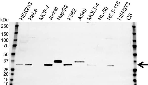 Anti Cdc2 Antibody (PrecisionAb Monoclonal Antibody) gallery image 1