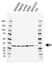 Anti CDC34 Antibody, clone AB02/4C3 (PrecisionAb Monoclonal Antibody) thumbnail image 1