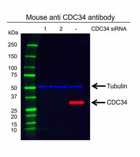 Anti CDC34 Antibody, clone AB02/4C3 (PrecisionAb Monoclonal Antibody) gallery image 2