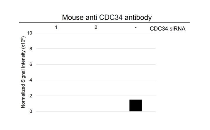 Anti CDC34 Antibody, clone AB02/4C3 (PrecisionAb Monoclonal Antibody) gallery image 3