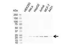 Anti CDC42 Antibody, clone 16C2-C10 (PrecisionAb Monoclonal Antibody) gallery image 1