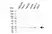 Anti CDC42 Antibody, clone 16C2-C10 (PrecisionAb Monoclonal Antibody) thumbnail image 1