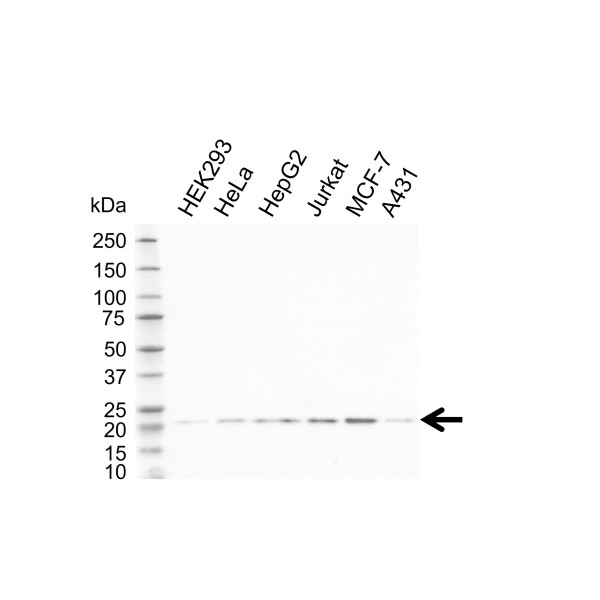 Anti CDC42 Antibody, clone 16C2-C10 (PrecisionAb Monoclonal Antibody) gallery image 1