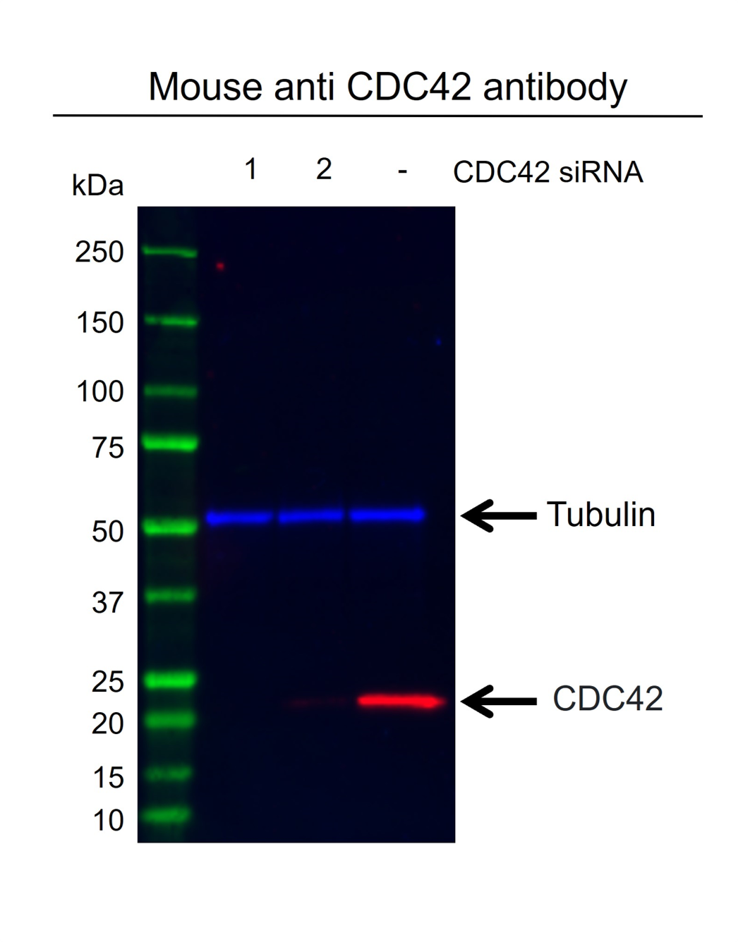 Anti CDC42 Antibody, clone 16C2-C10 (PrecisionAb Monoclonal Antibody) gallery image 2