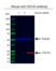 Anti CDC42 Antibody, clone 16C2-C10 (PrecisionAb Monoclonal Antibody) thumbnail image 2