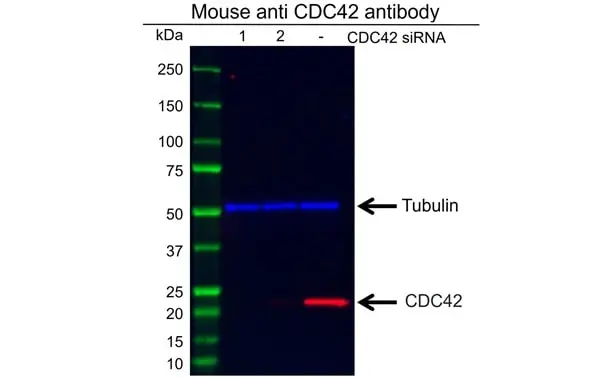 Anti CDC42 Antibody, clone 16C2-C10 (PrecisionAb Monoclonal Antibody) gallery image 2