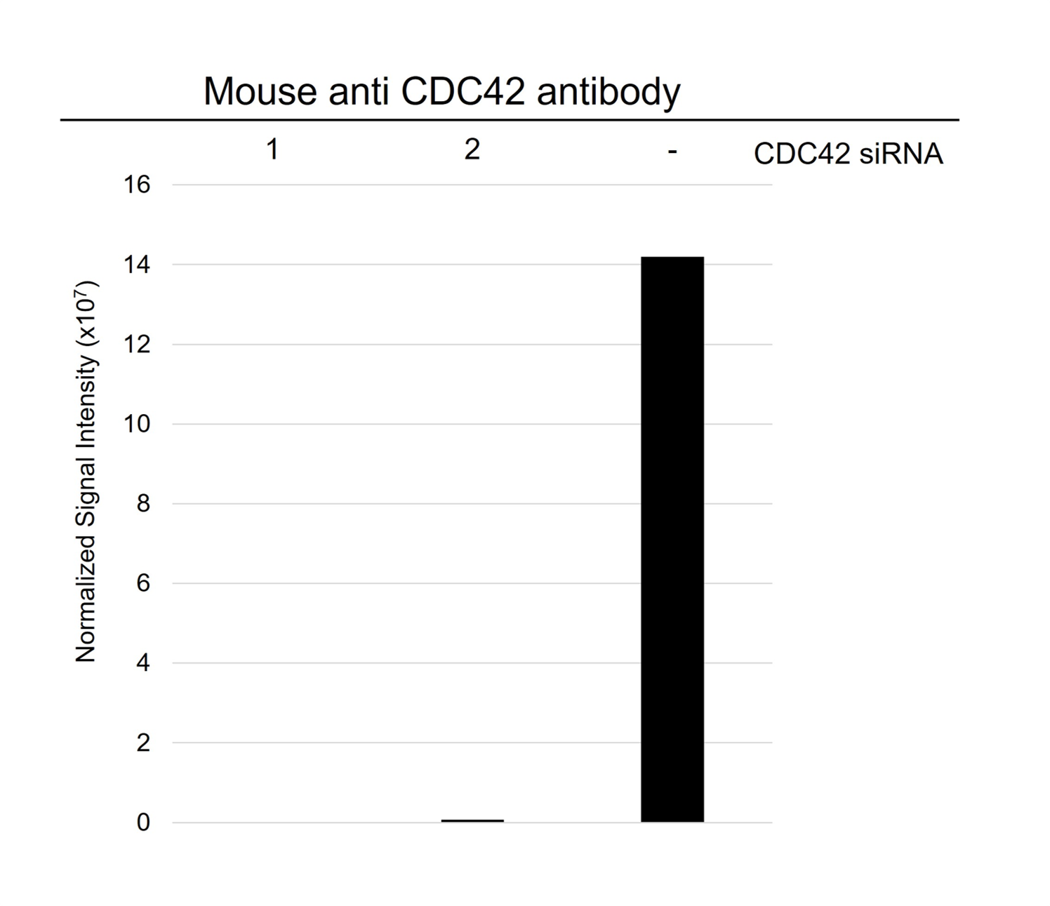 Anti CDC42 Antibody, clone 16C2-C10 (PrecisionAb Monoclonal Antibody) gallery image 3