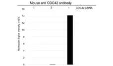 Anti CDC42 Antibody, clone 16C2-C10 (PrecisionAb Monoclonal Antibody) gallery image 3