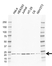 Anti CDC42 Antibody, clone EF01/3E10 (PrecisionAb Monoclonal Antibody) thumbnail image 1
