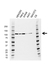 Anti CDC5L Antibody, clone AB01/1F6 (PrecisionAb Monoclonal Antibody) thumbnail image 1