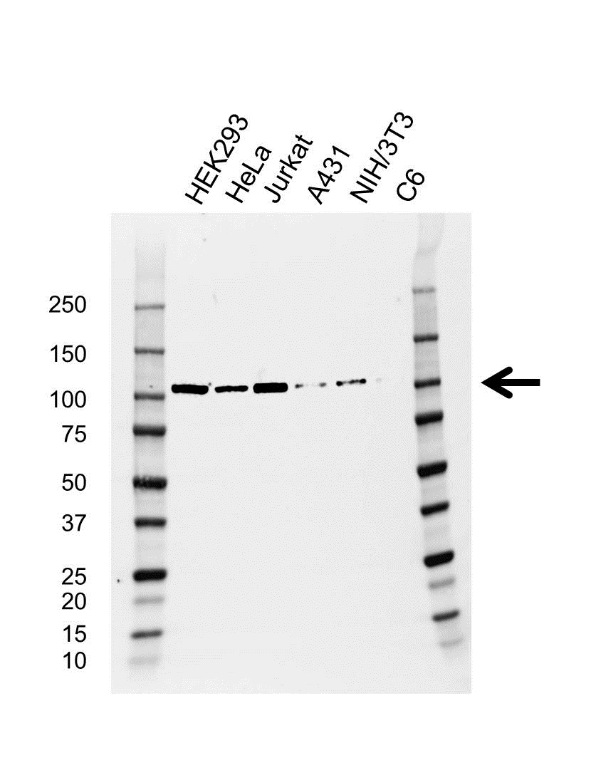 Anti CDC5L Antibody, clone AB01/1F6 (PrecisionAb Monoclonal Antibody) gallery image 1