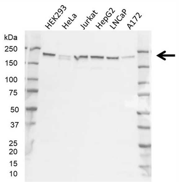 Anti CDK12 Antibody, clone 45F7-H2 (PrecisionAb Monoclonal Antibody) gallery image 1