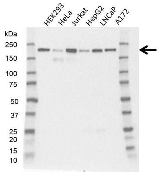 Anti CDK13 Antibody, clone 46B7-G7 (PrecisionAb Monoclonal Antibody) gallery image 1