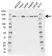 Anti CDK13 Antibody, clone 46B7-G7 (PrecisionAb Monoclonal Antibody) thumbnail image 1