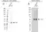 Anti CDK2 Antibody, clone 1A6 (PrecisionAb Monoclonal Antibody) thumbnail image 1