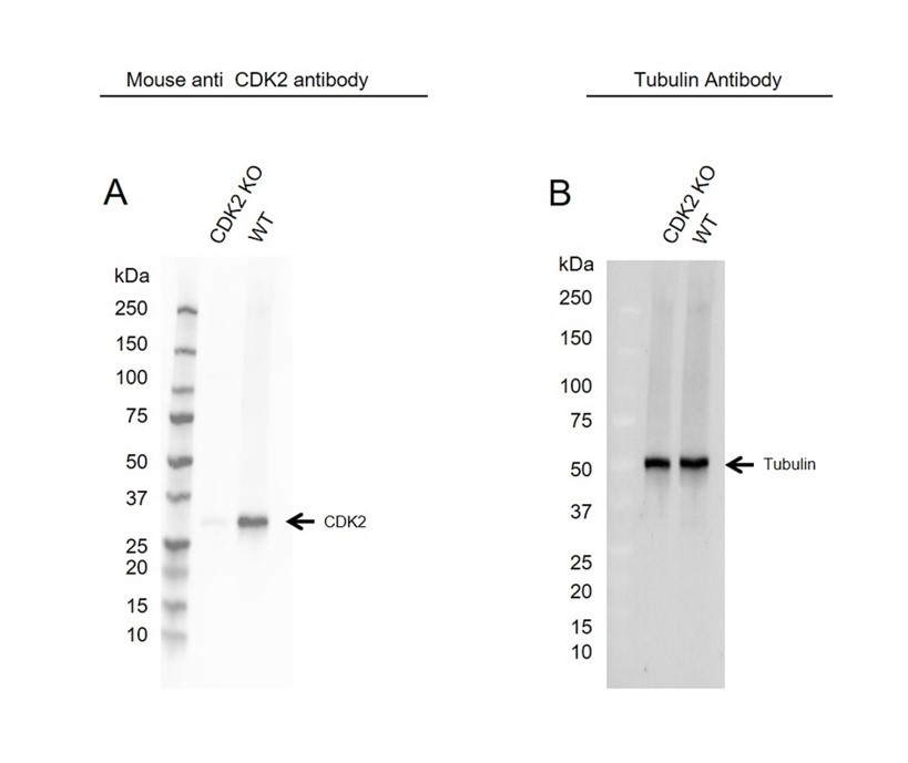 Anti CDK2 Antibody, clone 1A6 (PrecisionAb Monoclonal Antibody) gallery image 1