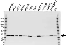 Anti CDK2 Antibody, clone 1A6 (PrecisionAb Monoclonal Antibody) gallery image 3