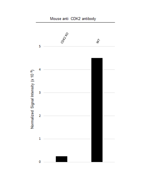 Anti CDK2 Antibody, clone 1A6 (PrecisionAb Monoclonal Antibody) gallery image 2