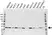 Anti CDK2 Antibody, clone 1A6 (PrecisionAb Monoclonal Antibody) thumbnail image 3